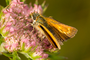 © Oliver Smart © Oliver Smart