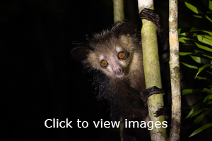 Click to start slideshow