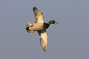 © Oliver Smart © Oliver Smart