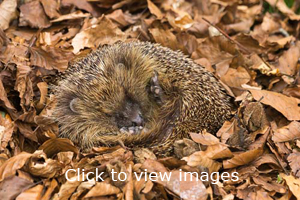 Click to start slideshow