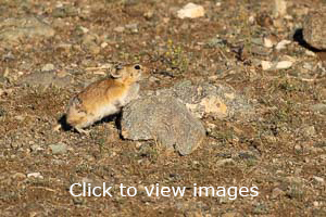 Click to start slideshow