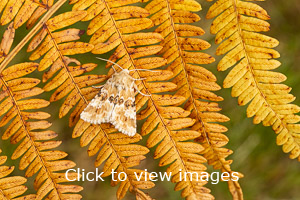 Click to start slideshow