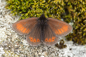 © Oliver Smart © Oliver Smart