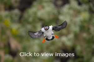 Click to start slideshow