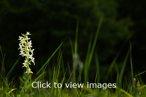 Click to start slideshow