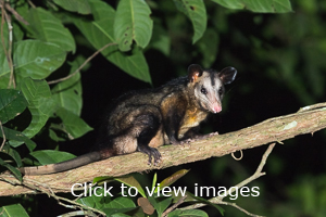 Click to start slideshow