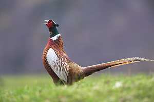 © Oliver Smart © Oliver Smart