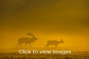 Click to start slideshow