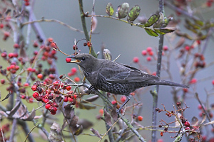 © Oliver Smart © Oliver Smart