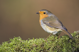 © Oliver Smart © Oliver Smart