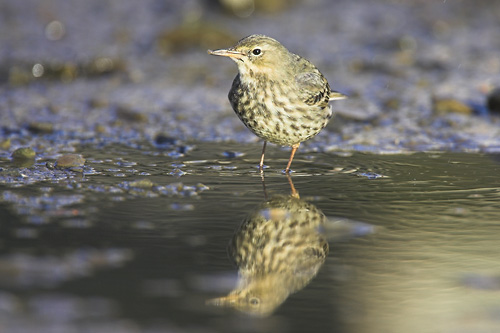 © Oliver Smart © Oliver Smart