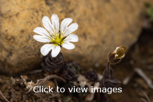 Click to start slideshow