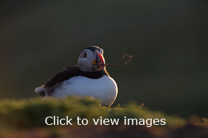 Click to start slideshow