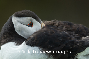 Click to start slideshow