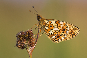 © Oliver Smart © Oliver Smart