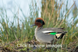 Click to start slideshow