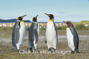 Click to start slideshow