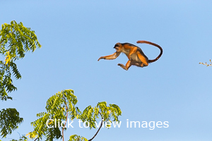 Click to start slideshow