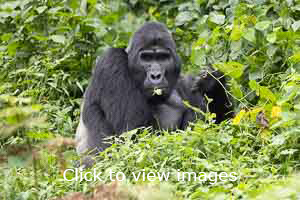 Click to start slideshow