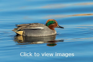 Click to start slideshow