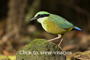 Click to start slideshow