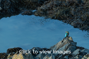 Click to start slideshow