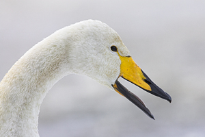 © Oliver Smart © Oliver Smart