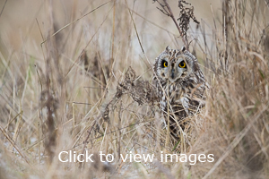 Click to start slideshow