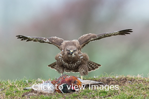 Click to start slideshow