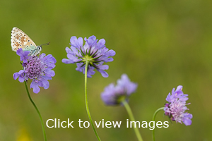 Click to start slideshow