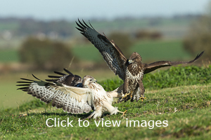 Click to start slideshow