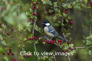 Click to start slideshow