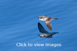 Click to start slideshow