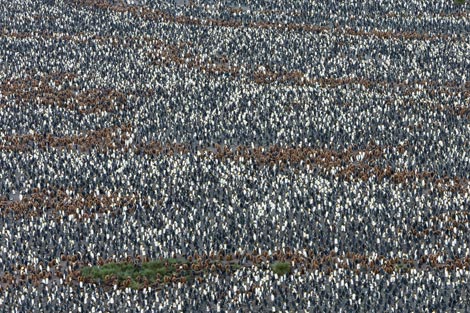 king penguins