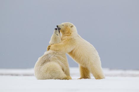 polar bears picture