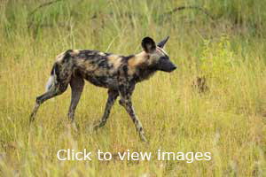 Click to start slideshow