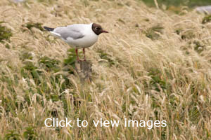 slideshow